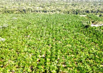 SITIO A VENDA COM 89,31 HECTARES PORTEIRA FECHADA – VEJA O VIDEO