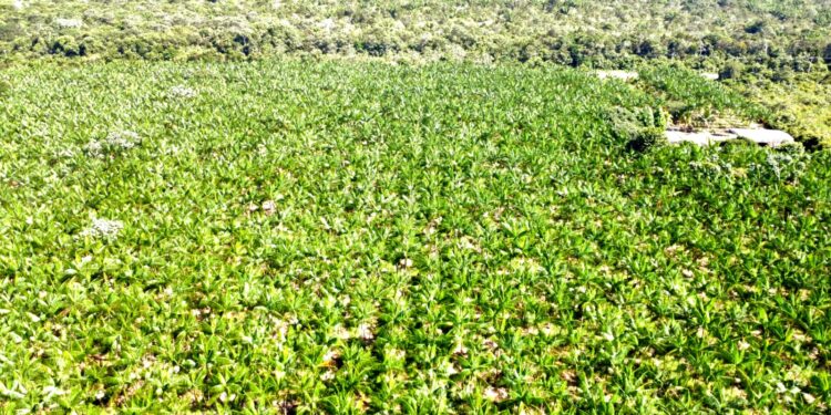 SITIO A VENDA COM 89,31 HECTARES PORTEIRA FECHADA – VEJA O VIDEO